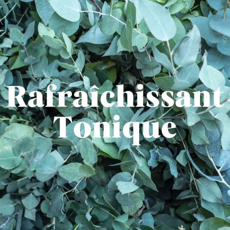 Déodorant Menthe Eucalyptus - PIMPANT – Image 5