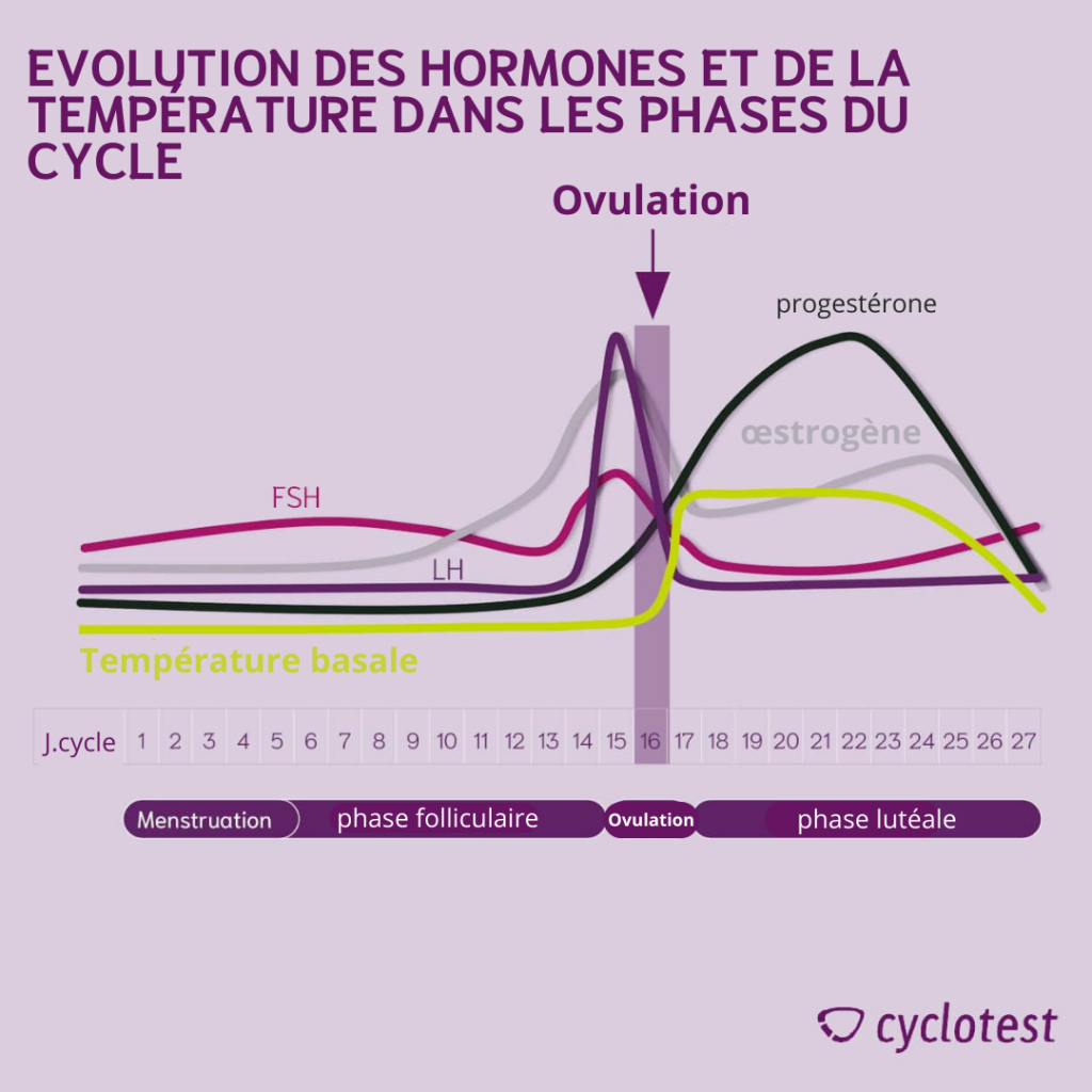 Evolution des hormones et de la température dans les phases du cycle menstruel.
